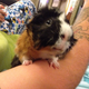Illustration for article titled I bring you all a gift of guinea pigs!